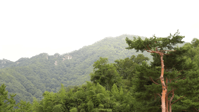 Green tall mountains and trees