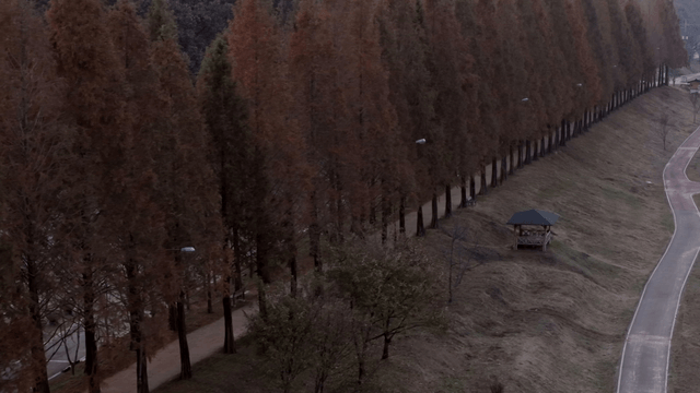 A serene path lined with tall trees