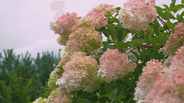 Various hydrangeas blooming in garden