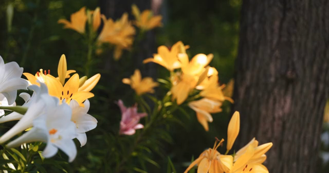 Yellow and white lilies in a garden