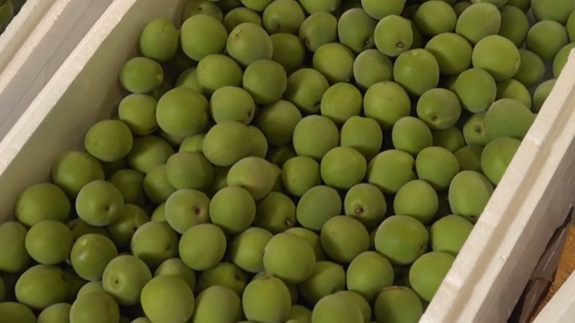 Fresh green plums in a container
