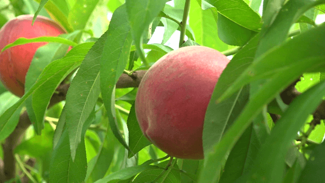 Ripe peach fruits among green leaves