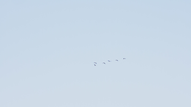 새들이 떼를 지어 날아가는 맑은 하늘