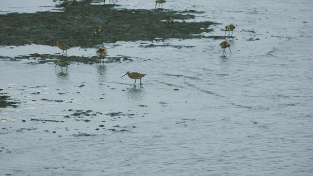 Sandpipers foraging in the coastal tidal wetland