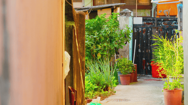 Flower pots along narrow alley