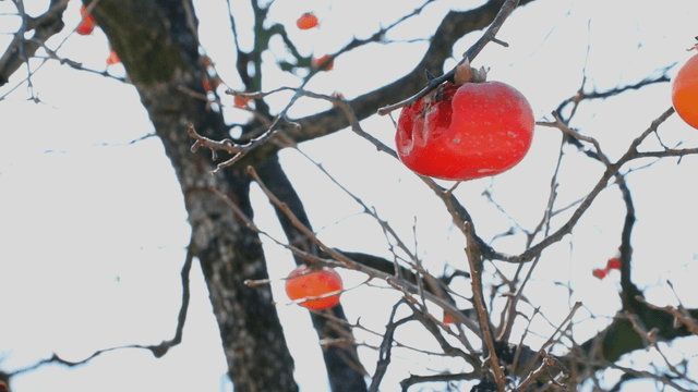 Ripe persimmons hanging on a tree branch
