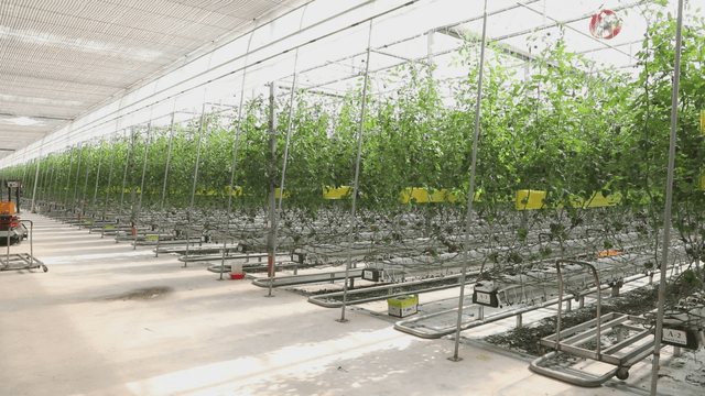 Greenhouse with rows of tomato plants