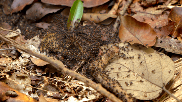 Ants crawling over fallen leaves
