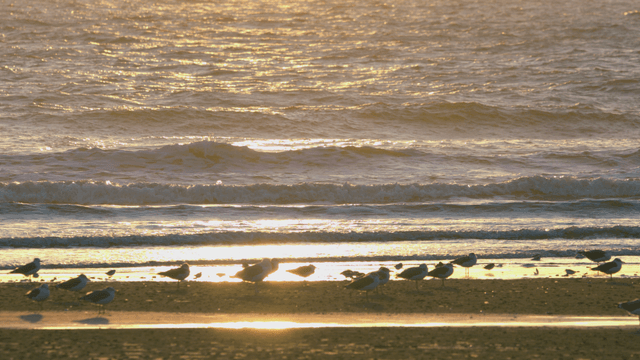 Sandpipers resting on a sunlit beach with gentle waves