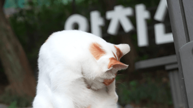 White and orange tabby cat grooming in a garden pavilion