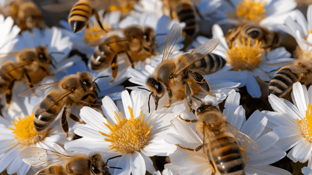 Wild honeybees collecting nectar from white flowers