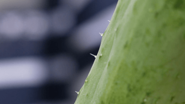 Close-up of a bumpy green cucumber