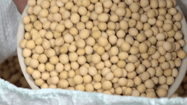 Hand scooping beans from a sack