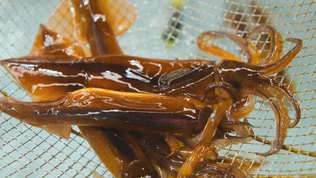 Squids caught in a net in a tank