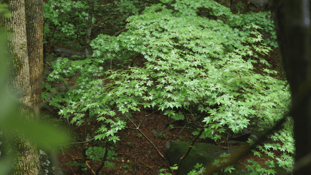Green leaves of dense forest swaying in rain and wind