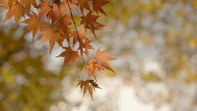 Autumn leaves gently swaying in the breeze