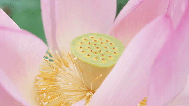 Pink lotus flower stamens in full bloom