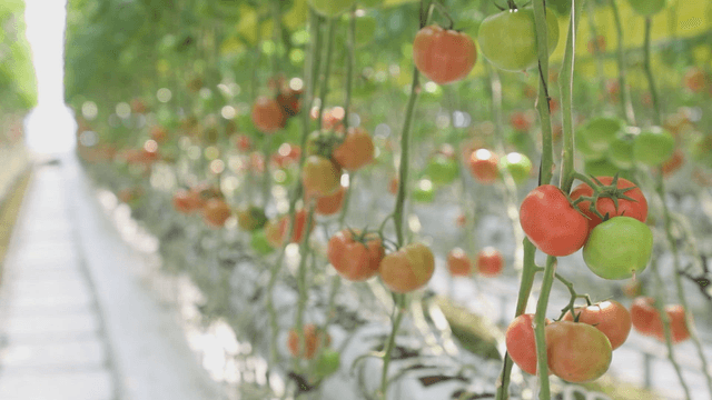 Tomatoes growing in a greenhouse
