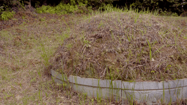 잡초가 무성하게 둘러싼 무덤