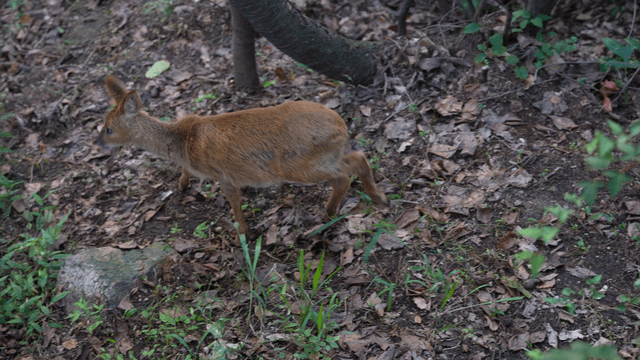 Walking carefully through a forest roe deer