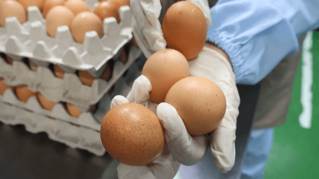Worker inspecting eggs in carton tray