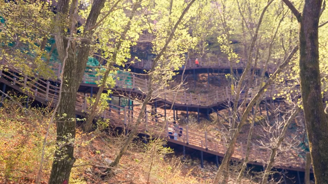 A scenic forest trail with wooden walkways