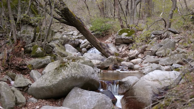 A tranquil forest stream with rocks
