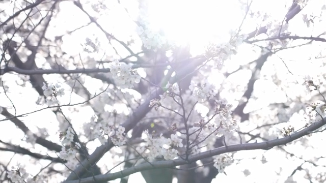Cherry blossoms with sunlight filtering through