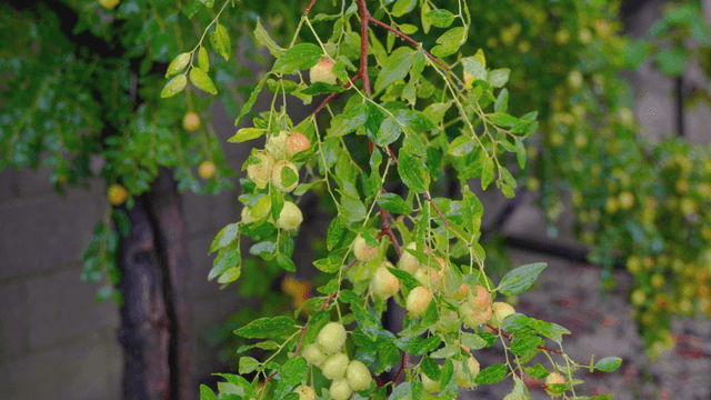 Green fruit with raindrops and leaves