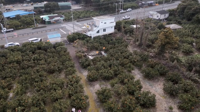 Aerial view of a citrus farm with a house