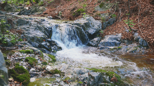 A tranquil forest valley flowing over rocks