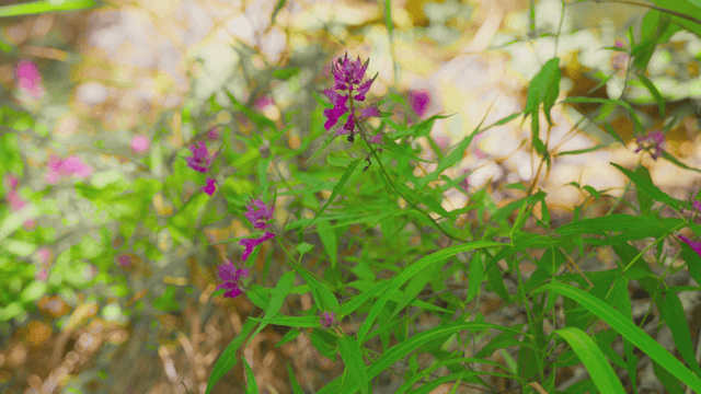 Small purple wildflower blooming in the forest