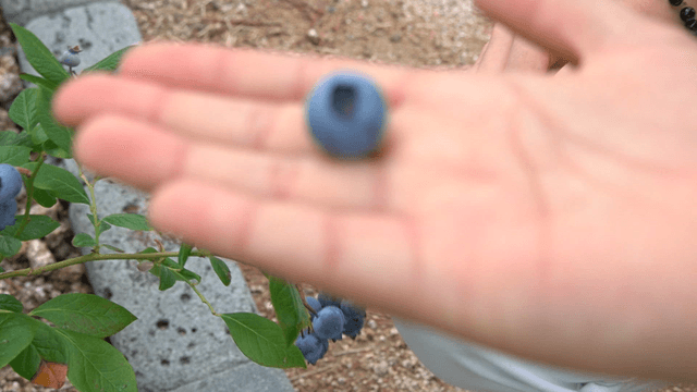 Hand picking ripe blueberries