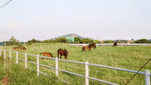 Horses grazing in a green pasture