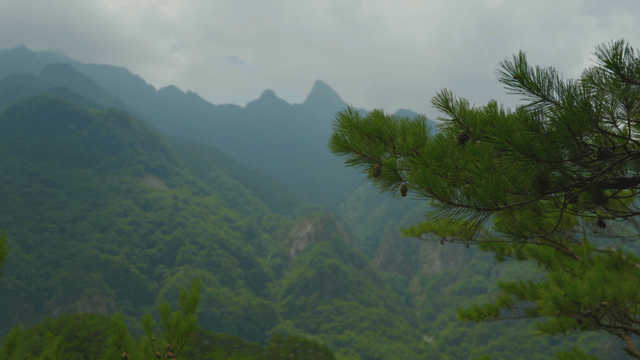 Pine tree swaying before green mountains under cloudy sky