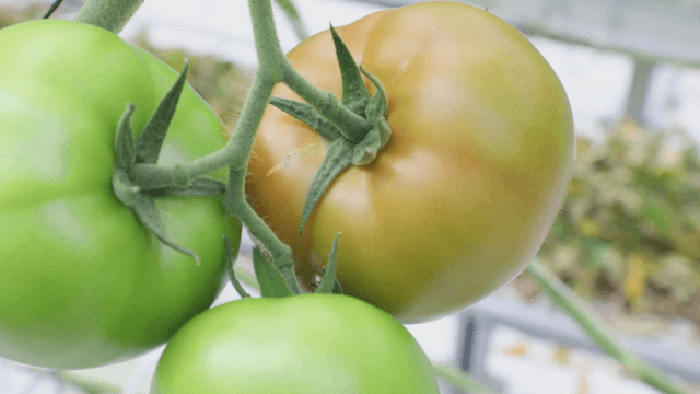 Tomatoes ripening on the vine