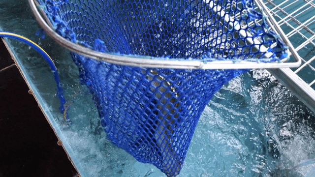 Farmed trout lifted with blue net scoop