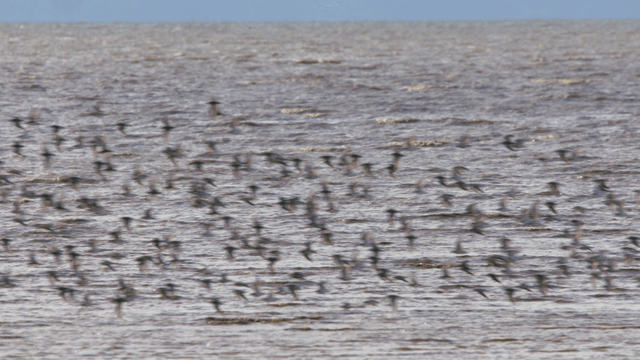갯벌 해안 위를 나는 많은 새 떼들