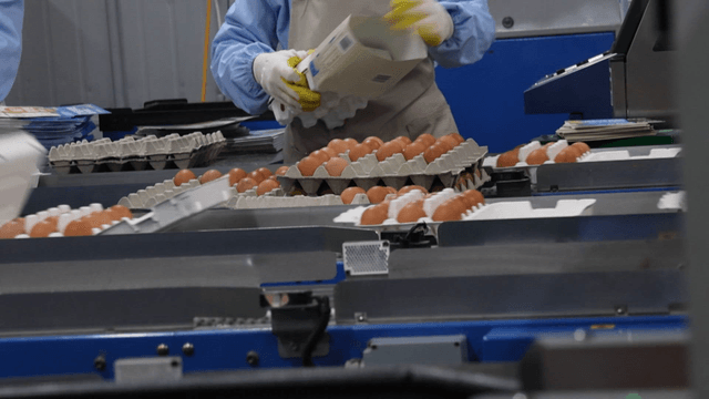 Workers packaging eggs in factory