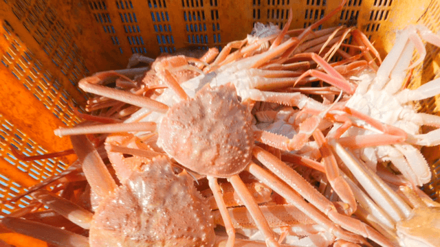 Crab being sorted by fishermen on boat