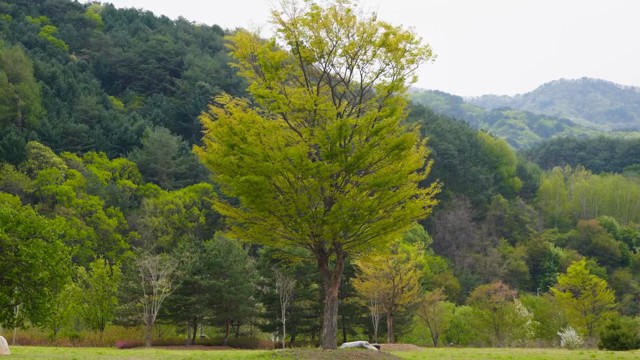 A solitary tree in a lush green forest