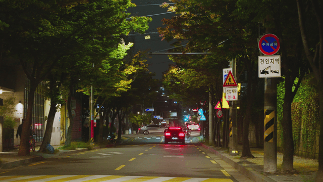 Quiet night road lined with narrow street trees