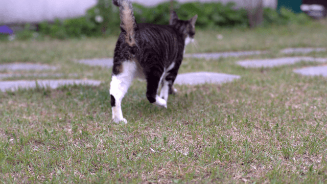 Cat resting on the grass in a garden