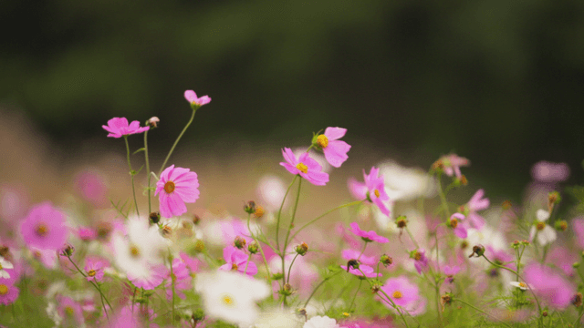 Pink and white cosmos flowers in full bloom