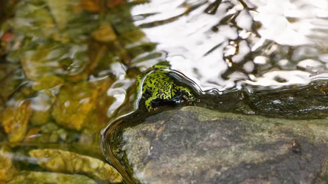 A small green frog on wet rocks