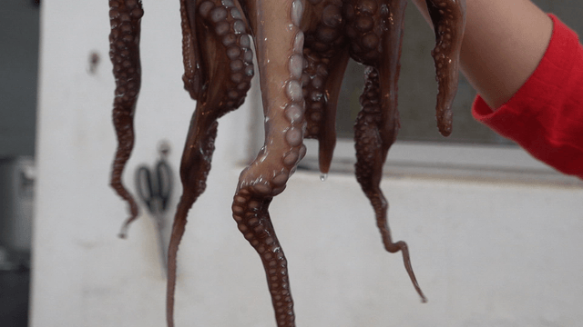 실내에서 잡은 신선한 문어