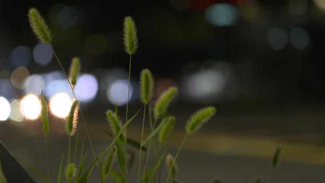 야간 도로 불빛이 비치는 밤의 강아지풀
