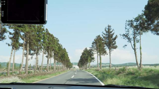 Driving through a scenic tree-lined road