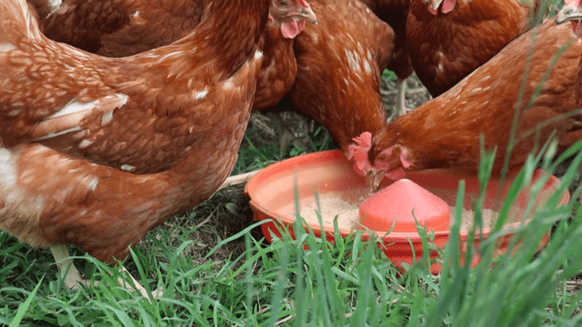 개방 농장에서 닭들이 먹이를 먹는 모습