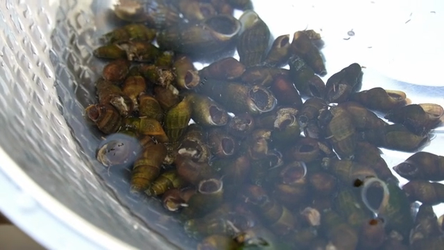 A bowl of fresh marsh snails in water